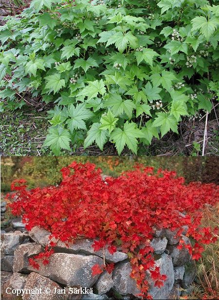 Ribes glandulosum 